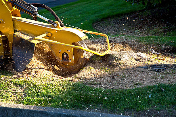 Best Firewood Processing and Delivery  in Marshall, MN